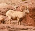 Desert Bighorn Sheep-5995.jpg